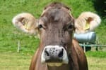 Desde Estados Unidos, que debe castrar 600 millones de moscas po semana para salvar a sus vacas, hasta las tierras raras: ¿son raras de verdad? ¿O solo chinas?