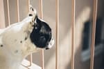 Entró en vigor la ley que prohíbe mantener perros y gatos de forma habitual en balcones, sótanos, terrazas y patios