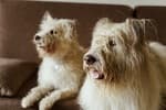 Terremoto para los dueños de perros: entró en vigor la obligación de contratar seguro de responsabilidad civil