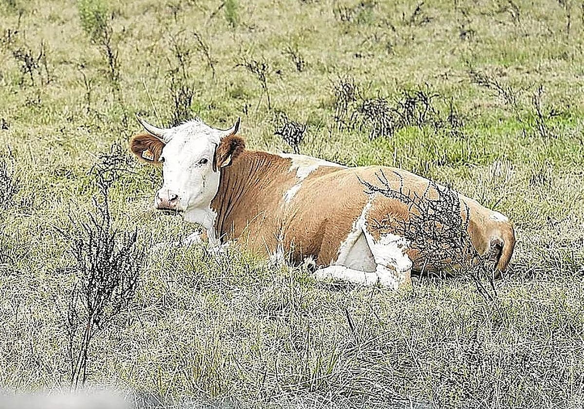 La consejera de Agricultura defiende que la mayor falta de forraje llegará a partir de octubre