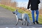 Entró en vigor: el seguro que tienes que tener de forma obligatoria para tu perro, según la Ley de Bienestar Animal