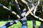 Cambian las reglas entre vecinos: esto dice la ley si un árbol invade tu jardín