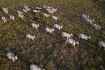 Bruselas veta las importaciones de carne de Brasil cuatro meses después del acuerdo de libre comercio con Mercosur