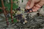 El verano que arrasó con las uvas francesas, los jardines ingleses y la economía europea