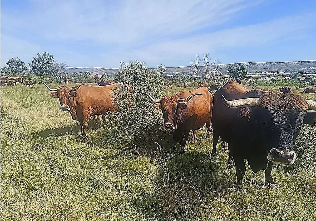 Euskadi prepara para septiembre la compra conjunta de forraje para el ganado